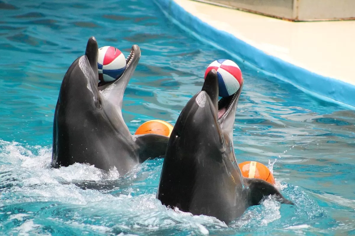 Kemer Dolphinarium