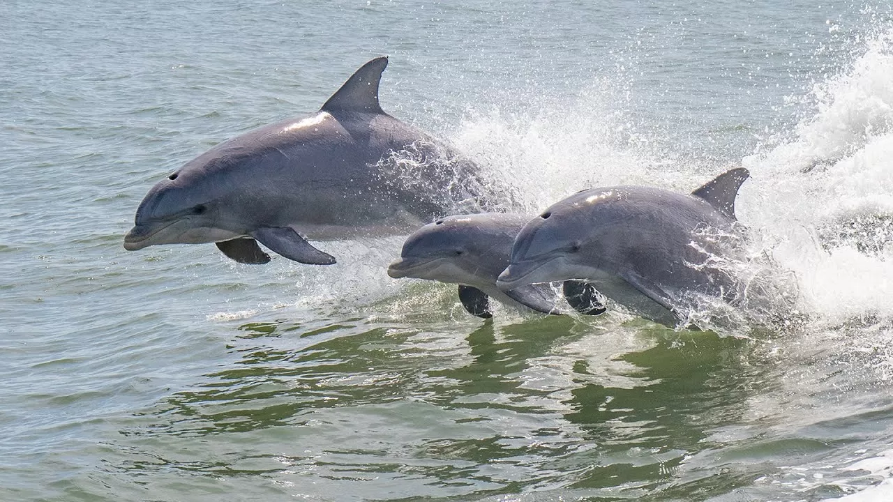 Side Swim with Dolphins